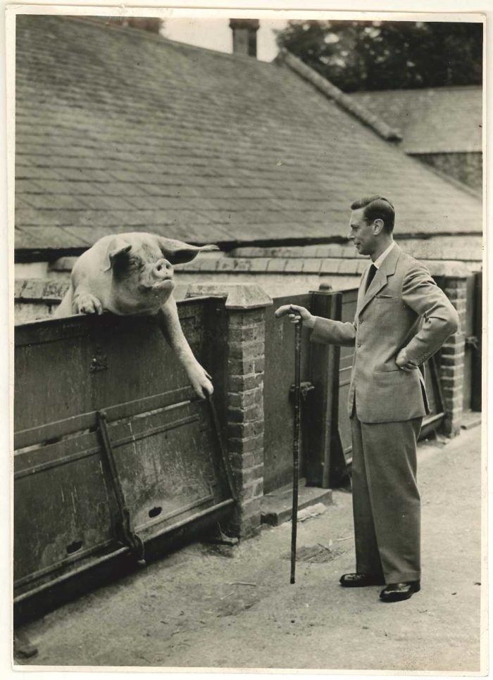 Black and white photo of King George VI standing beside a pigsty, looking at a large pig who has reared up with one fore leg over the door of the sty - the pig is about head height to the King.