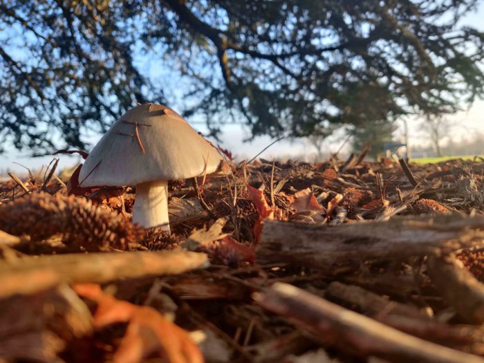 Close up of a mushroom growing among fallen leaves and pine cones