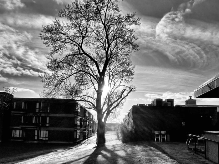 Black and white photo of a large tree and College buildings beneath dramatic clouds in the sky.