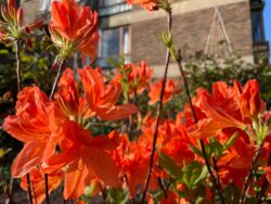 Bright red/orange azalea in flower in April