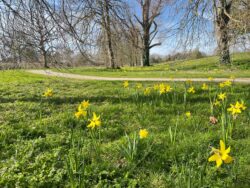 Narcissus obvallaris flowering in meadow in March