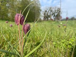 Fritillaries in flower in April in short grass