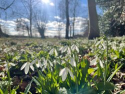 Spring snowdrops under a blue sky