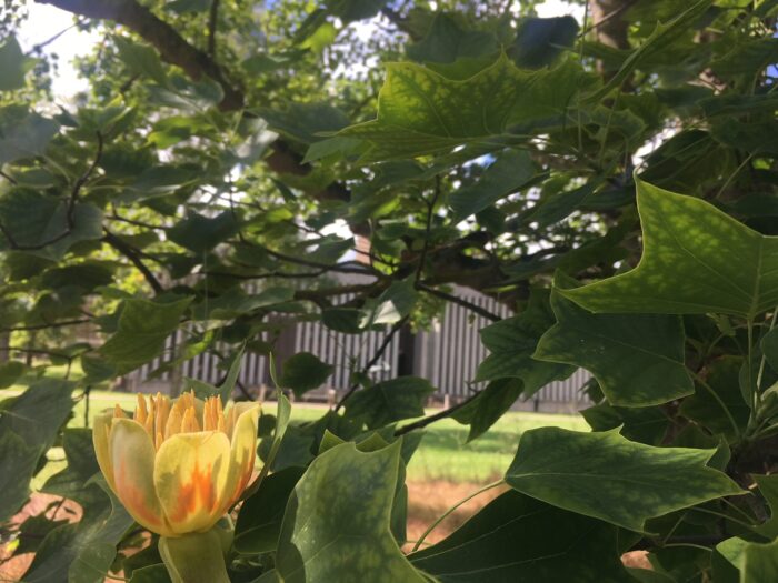Tulip tree in flower with yellow and orange tulip shaped flowers