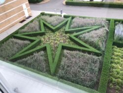 Star shape parterre made of box hedging filled in with herbaceous plants