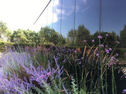Purple flowers and green foliage growing in front of reflective glass on the side of a building.