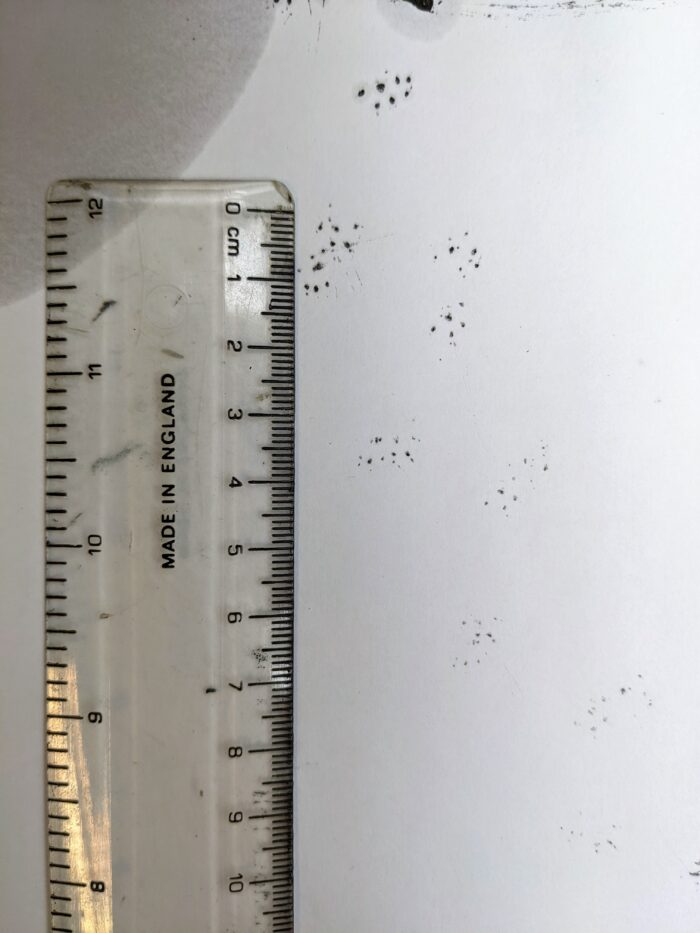 Small rodent footprints in black ink on a piece of white paper, with a ruler for scale. The prints are about 1cm in size, and each is made up of tiny dots showing 4 toes and central pads.