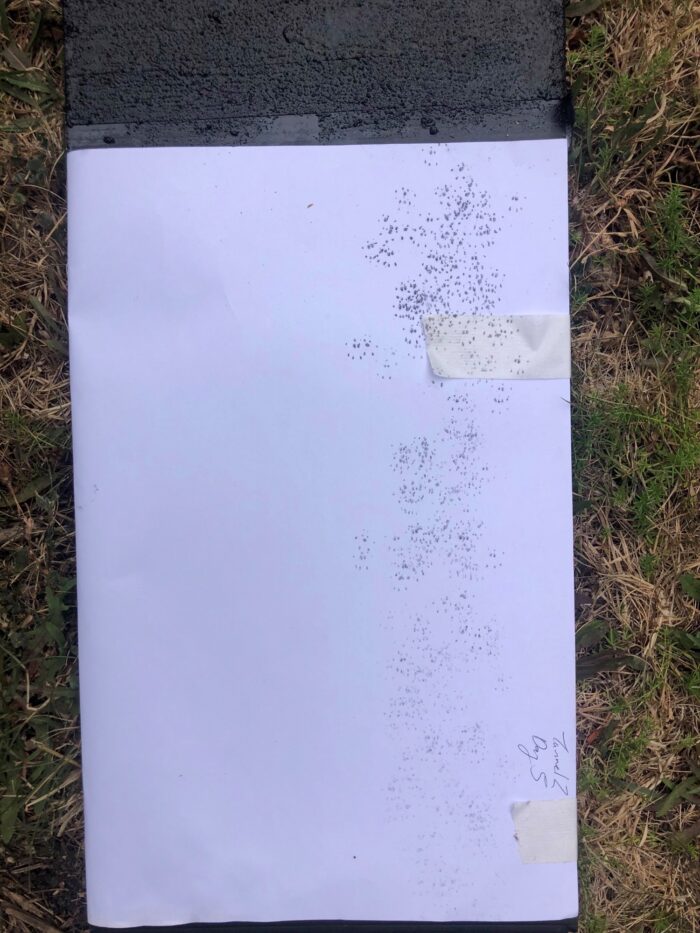 A white piece of paper with lots of small rodent footprints in black ink.