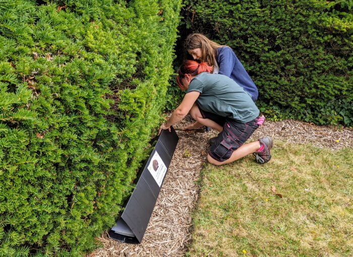 Two members of the Hedgehog Friendly Campus team hammer in a peg to secure a survey tunnel along a hedge in the front garden of 76 Storey's Way.