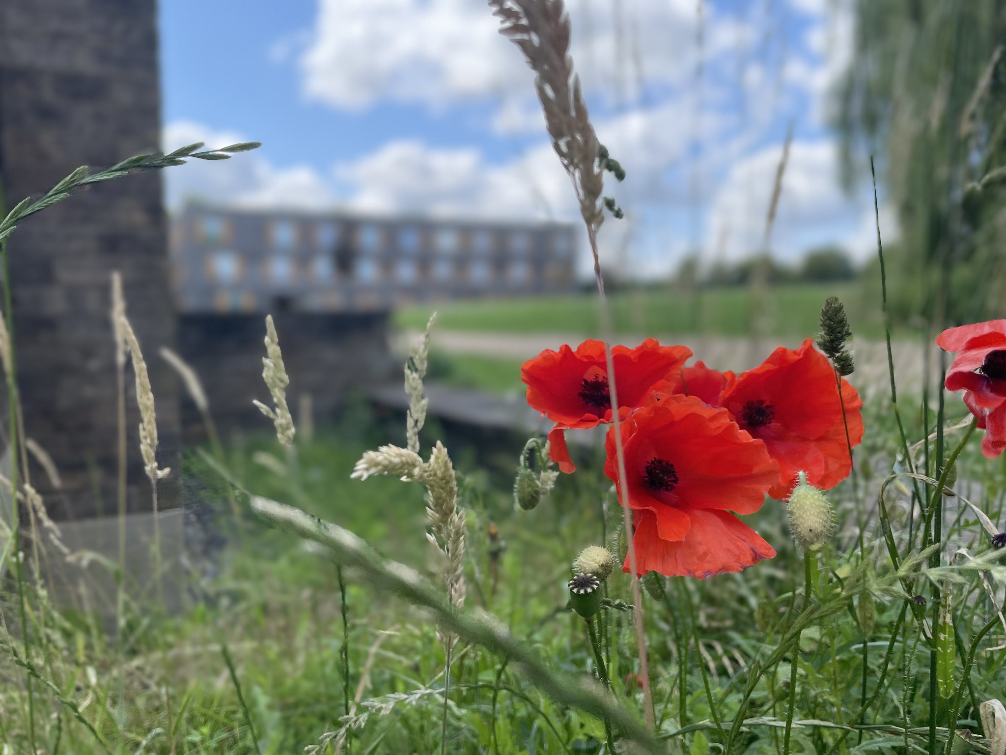 Poppies and grass in focus with Cowan Court in the background on a sunny day