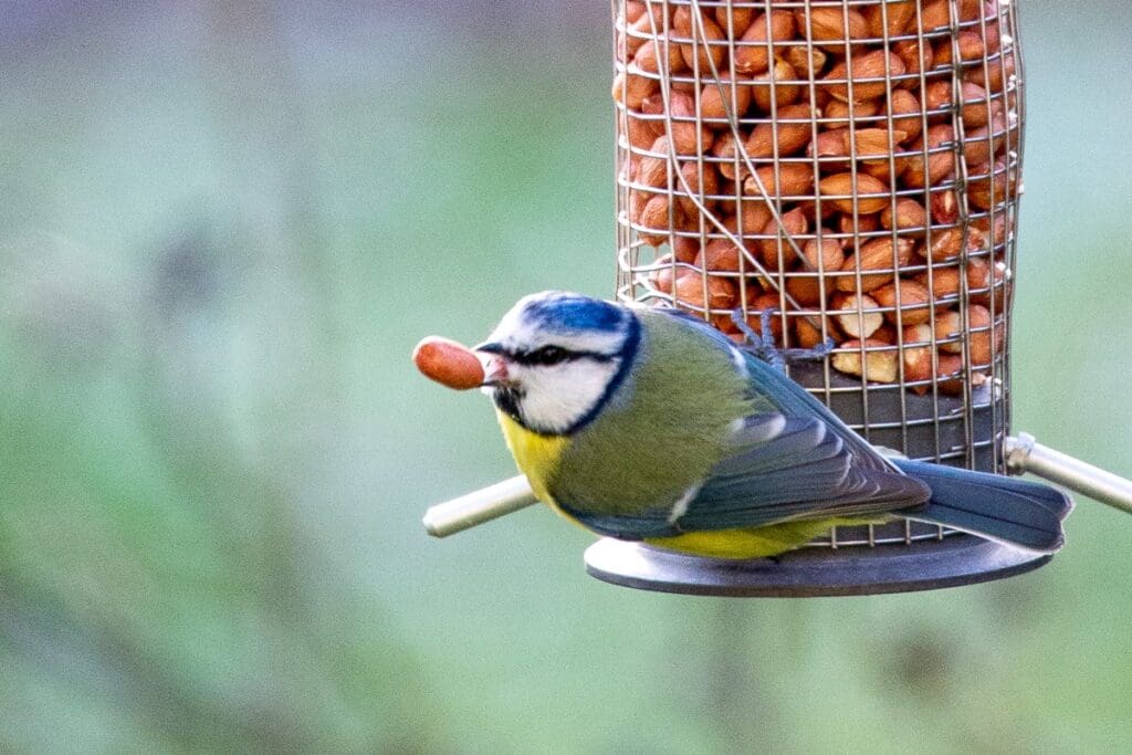 A small blue and yellow bird perches on a bird feeder, holding a peanut in its beak. The feeder is filled with peanuts and has a metal mesh design. The background is blurred greenery.