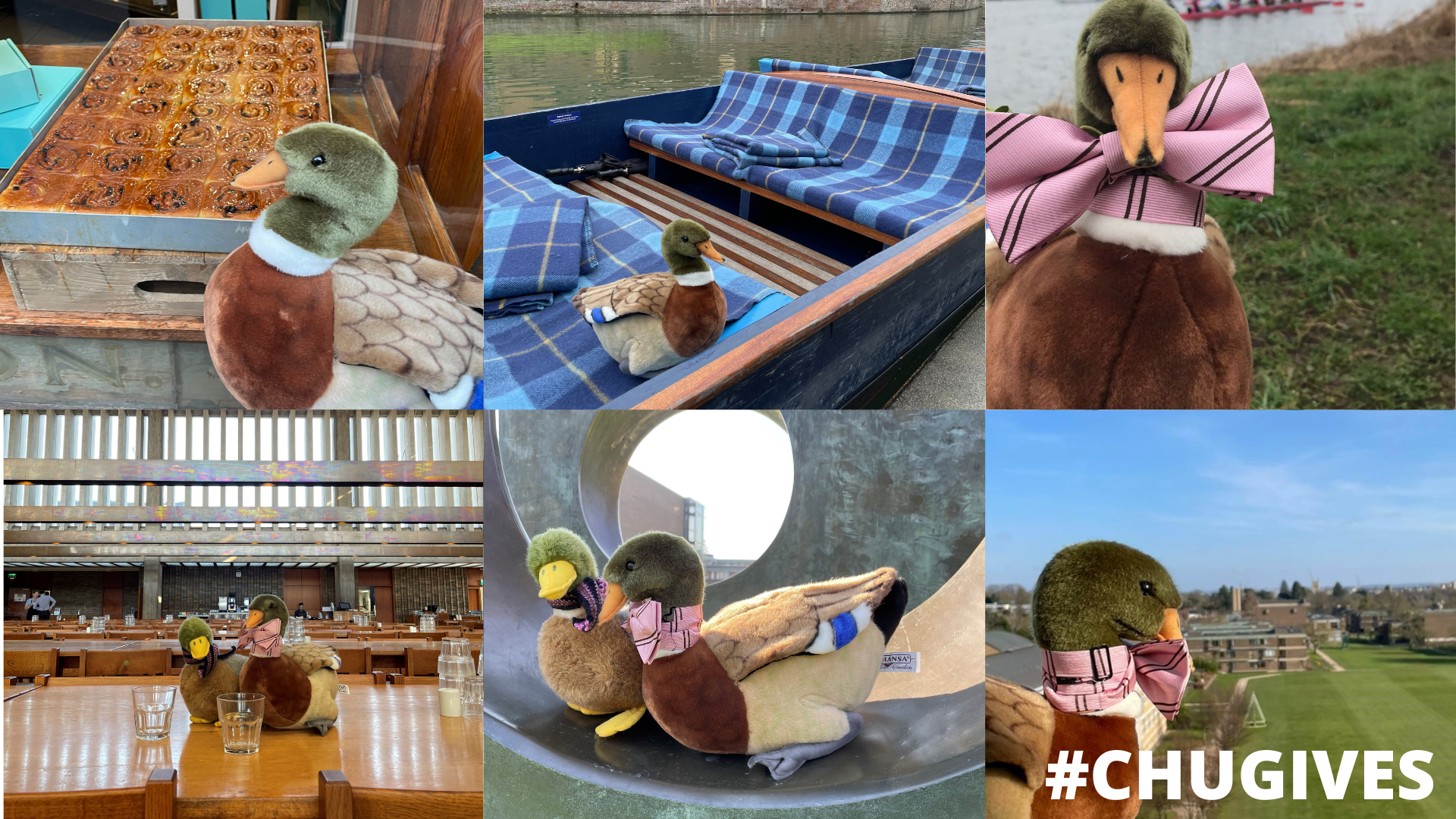 Collage of a stuffed duck toy in various settings: sitting on a canal boat, inside a lecture hall, perched on a window ledge, and outdoors by a river. The duck wears a pink bow tie. The bottom right corner features the hashtag #CHUGIVES.