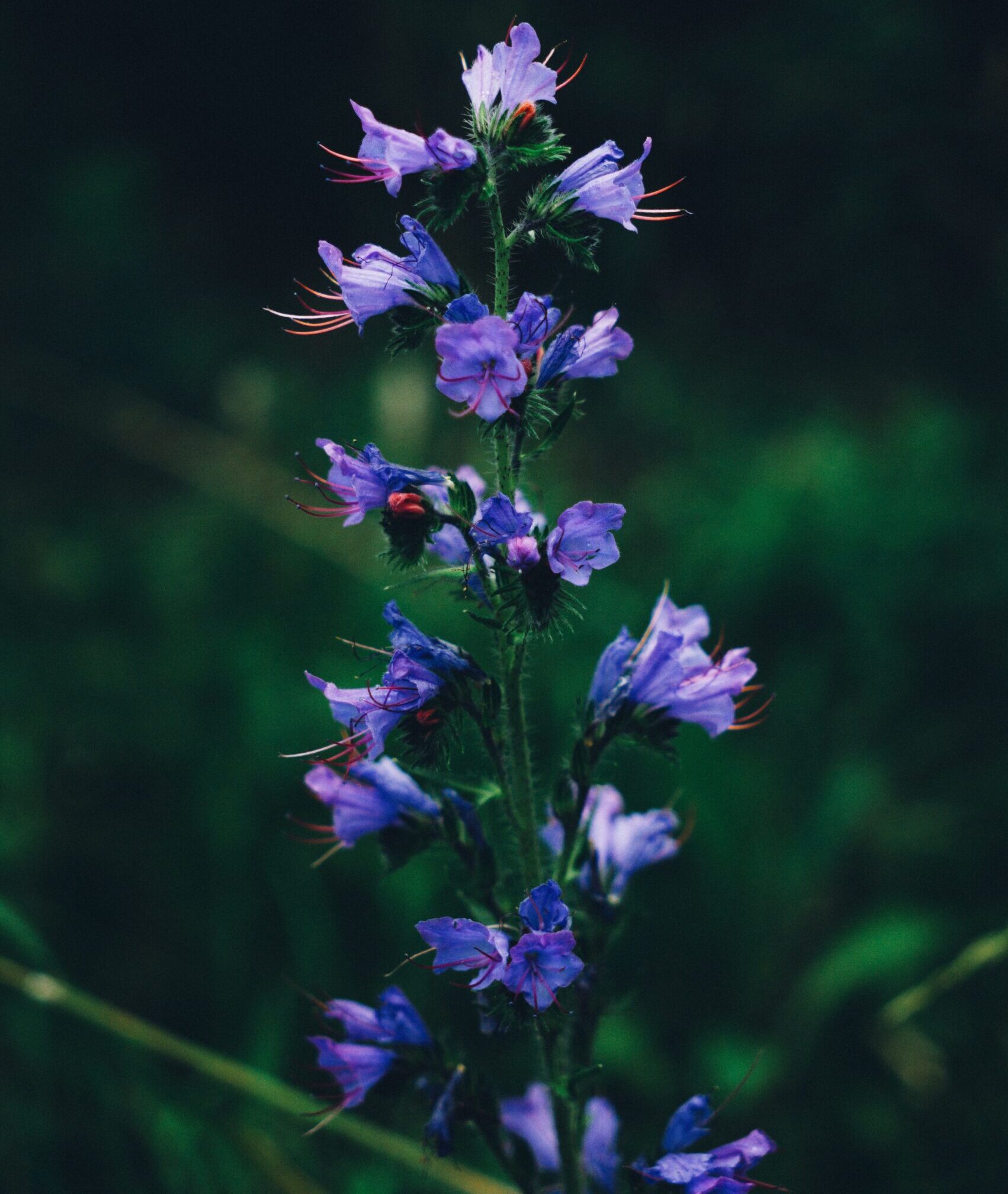 Close-up of a purple wildflower with trumpet-shaped petals and red-tipped stamens, set against a dark green blurred background. The flower stem has multiple blooms and small prickly leaves.